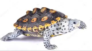 Turtle Malaclemys terrapin in an aquarium together with fish -Andinoacara rivulatus -pulcher