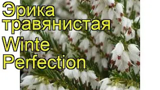 Эрика травянистая Уайт Перфекшн. Краткий обзор, описание характеристик erica carnea Winte Perfection