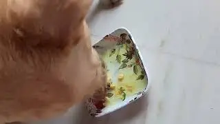 libi-Junior mommy prepared chicken soup for me🥰🐾🐕👀🤩
