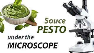 🥫 Pesto sauce under the microscope 🔬 You also wonder what's inside?