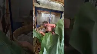 jap in ijsbad filmpje
