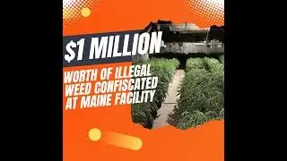 High-Stakes Bust: Police Seize $1M in Illegal Marijuana from Wilton Facility!