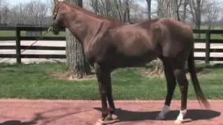 Smarty Jones 2004 Kentucky Derby Winner