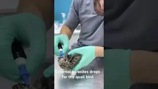 #pets #qatar #pets #animal