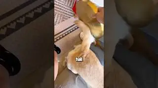 Dog With The Strangest Tail 😱😂