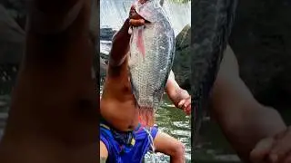 amazing big tilapia 😋 fishing tips and cooking #food #healthyeating #shortvideo #bestfish #fishtime