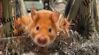 Hope you all have a blessed and wonderful year 2026💝🥳🐹🙏🏻