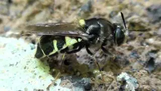 Soldier Fly (Stratiomyidae: Stratiomys norma?) Close-up