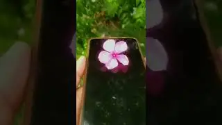 new photography tips 📷 #flowershot #flowerphotography #viral #viralshort