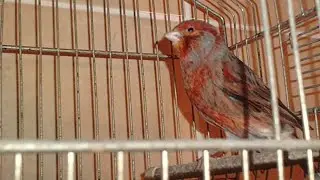 Canary / Bakarasti kanarinci / Bakarci | ᴴᴰ