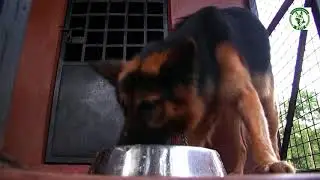 Dogs jogging at Kaisha