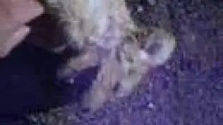 My Golden Doodle Puppy Subie! yeah short for subaru! Golden-doodle