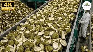 Inside a Modern Durian Shell Recycling Factory: You've Never Seen Before (Full Process)