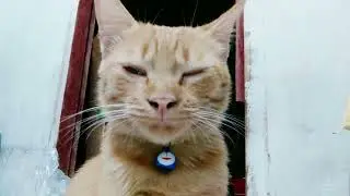 oyen baru bangun #cat #kucing #videokucing #oyen #fypcats #kucinglucu
