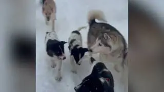 Running with the snowmobiles with June's Pups at 2 months Feb 2023