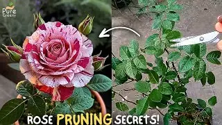 A Comprehensive Guide On Rose Plant Pruning! (DO & DON'TS)
