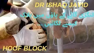 lameness|hoof block@TheHoofGP @vetishaqjavid