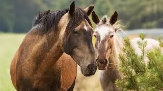 Australia&rsquo;s Animal Crisis: Are Wild Horses Destroying A Million-Year-Old Habitat?