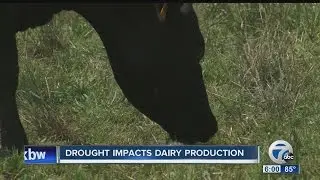 Drought impacts local dairy farmers