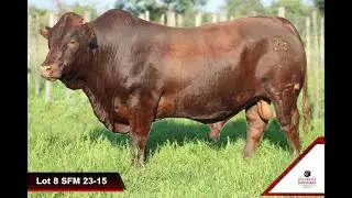 Buckridge Bonsmaras produksieveiling 2026 | Lot 8 SFM 23-15