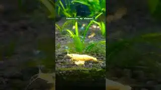 colour shrimp farming cross breeding shrimp tank