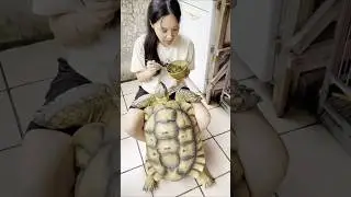 Friendly Turtle