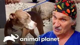 Tratando pit bull que engoliu um caroço de manga | Veterinário das montanhas | Animal Planet Brasil