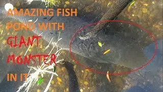 OMG! Amazing Backyard Garden Fish Pond Design Ideas With Giant Arapaima Fish in It
