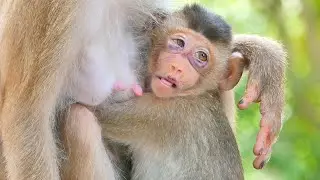 So Pitiful Little Monkey SADA fell down from the high tree which make him so feel sad