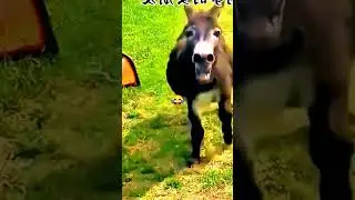 Chinese shorts commendy video