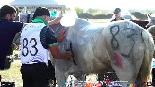 Shagya Cup VIII 2021 - Buftea, Ilfov