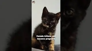 Did You Know #Kittens Can Get Pregnant When They're Just Four Months Old?!? 😿 #cats #cat #facts