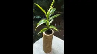 Tree Stump Planter - Indoor, How to make a log planter, Indoor Log Planter