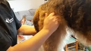 Airedale Terrier trimmen Po und Hüften 7/15