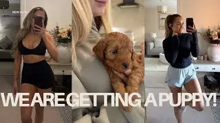 GETTING A PUPPY? RUNNING UPDATES & CHAOS