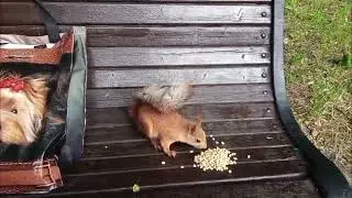 Скамейка Белка Рыжая Голодная орешки / Bench Squirrel Red Hungry Nuts