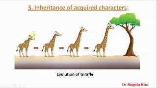 Lamarck's Theory of Evolution