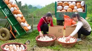 1000 Farm-Fresh Duck Eggs from Thanh Hien &ndash; Transported to Market