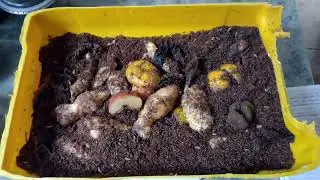 resultado da conversão Alimentar das mosca soldado negro incrível