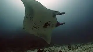 Scuba drift diving Komodo Indonesia Coral paradise Manta magic GoPro10 footage 4K