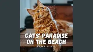 Catnap on the Coastline
