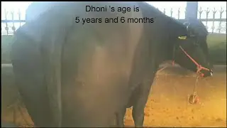Super Murrah Bull YUVRAJ ' S Family @ Sunariyan, District Kurukshetra HARYANA.