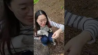 Salamander Eggs Found in Japanese Forest. Yummy!
