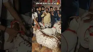 Lucknow Bakra Mandi 2025 ka aur Lucknow ka sabse bhari barbara bakra 140 mashallah shandar