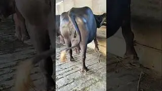 Big jaafri buffalo 🐃#jafarabadibuffalo #animals #bigbuffalo #ytshortsindian sel ke liye available