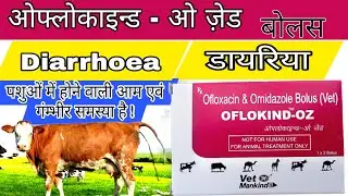 cow buffalo ke dast Ki Dava l OFLOKIND OZ l दस्त और खूनी पेचिश की दवा l bakri ke dast Ki Dava l #vet
