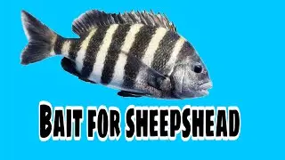 Sheepshead fishing bait