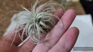 Fuzzy/Downy/Hairy/Pilose Plants in My Collection -Trichomes