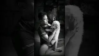 #cutepuppies #goldenretriever #trendingsong #youtubeshorts #likefollow #leo #dog #pets #shorts