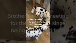 Puppies Reunited For the First Time!